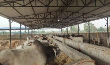 प्रयागराज में चार नई स्थाई बृहद गोशालाओं का होगा निर्माण, स्वीकृत हुआ प्रस्ताव