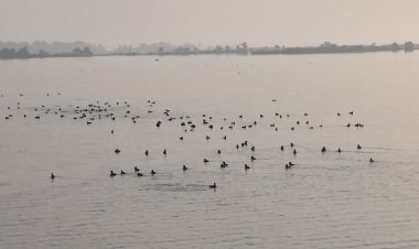 'विदेशी मेहमानों' का कारवां, साइबेरियन पक्षियों के कलरव से गुलजार हुई चित्तौड़गढ़ जलाशय