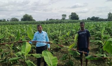 टिश्यू कल्चर केले की खेती से किसान की आय में तीन गुना मुनाफा