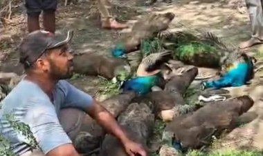 गाजियाबाद में मोरों का सामूहिक संहार, जांच में जुटी पुलिस और वन विभाग