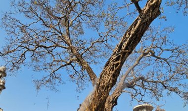 श्री काशी विश्वनाथ धाम परिसर के प्राचीन पीपल वृक्ष के संरक्षण के लिए विशेष पहल