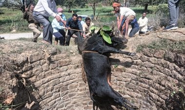30 फीट गहरे कुएं में गिरा बैल, अग्निशमन टीम ने बचाई जान