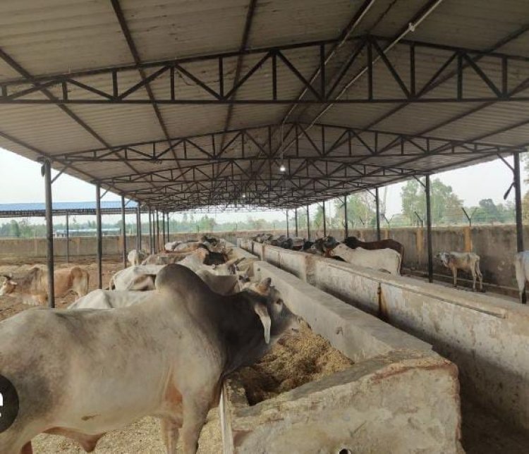 प्रयागराज में चार नई स्थाई बृहद गोशालाओं का होगा निर्माण, स्वीकृत हुआ प्रस्ताव