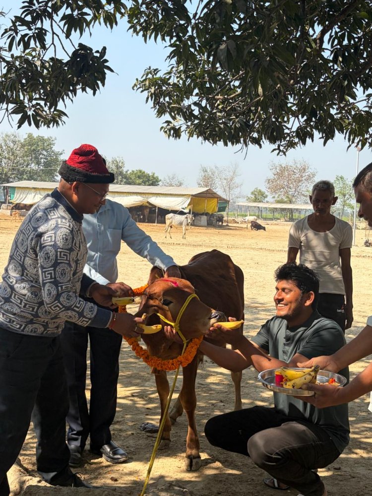 महाशिवरात्रि को पूजे गए बाबा भोलेनाथ के भक्त नंदी एवं गौवंश