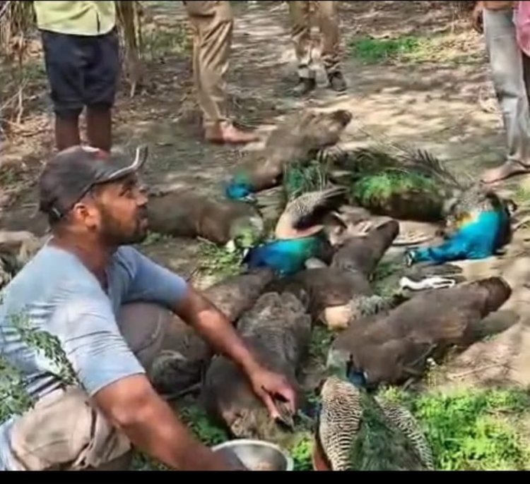 गाजियाबाद में मोरों का सामूहिक संहार, जांच में जुटी पुलिस और वन विभाग