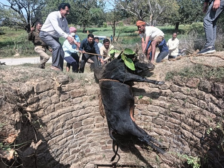 30 फीट गहरे कुएं में गिरा बैल, अग्निशमन टीम ने बचाई जान
