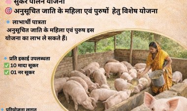 योगी सरकार अनुसूचित समाज की आर्थिक स्थिति मजबूत करने को सूकर पालन में दे रही अनुदान