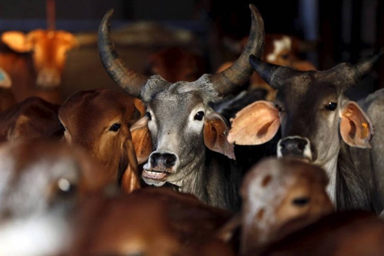 खत्म हो जाएंगी भारतीय गायों की नस्लें? ‘सेक्स सॉर्टेड सीमेन’ तकनीक पर भारतीय किसान संघ ने उठाया सवाल