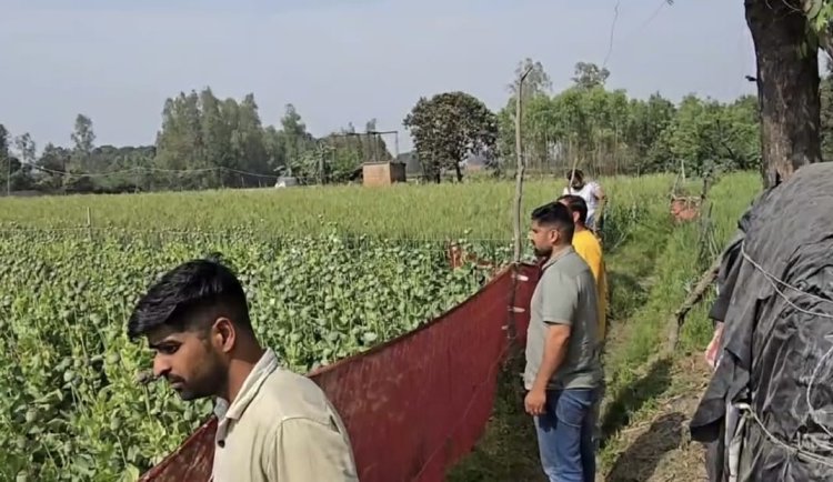 मृतक महिला के लाइसेंस पर अवैध अफीम की खेती, एएनटीएफ की छापेमारी में दो करोड़ की फसल बरामद
