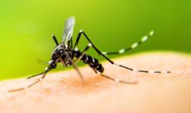 उप्र में मलेरिया के मरीजों की संख्या में आई सात गुना की गिरावट