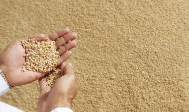 मौसम की चुनौतियों के बावजूद देश में गेहूं उत्पादन बेहतर, बढ़े रकबे और खरीद के आंकड़े से उछाल के संकेत