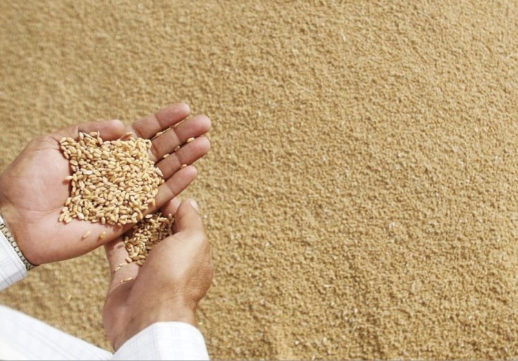 मौसम की चुनौतियों के बावजूद देश में गेहूं उत्पादन बेहतर, बढ़े रकबे और खरीद के आंकड़े से उछाल के संकेत