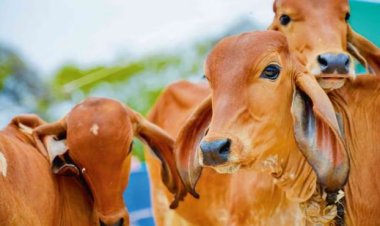 स्वदेशी उन्नत गोवंश से समृद्ध उत्तर प्रदेश बना रही योगी सरकार