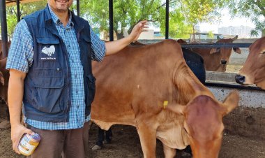 गो संरक्षण विशेष : यूके, यूएसए, ऑस्ट्रेलिया समेत 10 से अधिक देशों में बजा यूपी का डंका