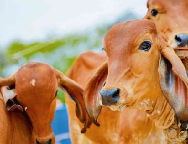स्वदेशी उन्नत गोवंश से समृद्ध उत्तर प्रदेश बना रही योगी सरकार