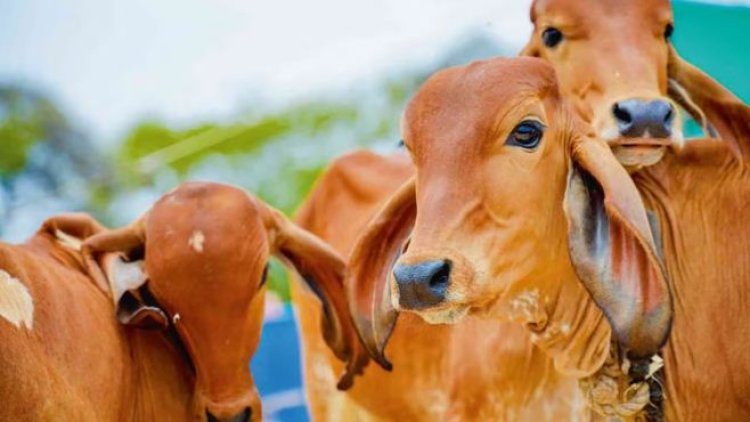 स्वदेशी उन्नत गोवंश से समृद्ध उत्तर प्रदेश बना रही योगी सरकार