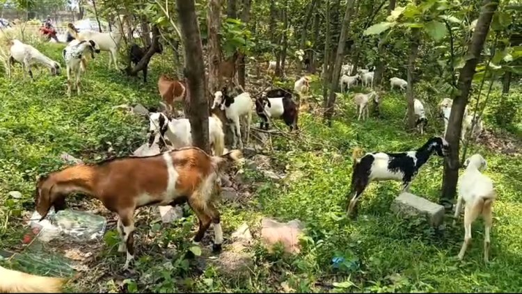 बकरीद से पहले जमशेदपुर पहुंचीं इलाहाबादी बकरियां