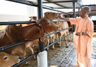 गुड़-रोटी खिलाकर मुख्यमंत्री योगी ने की गोसेवा