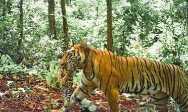 महाराष्ट्र की ‘जीनत’ बाघिन ने सिमलीपाल में दिया चार शावकों को जन्म