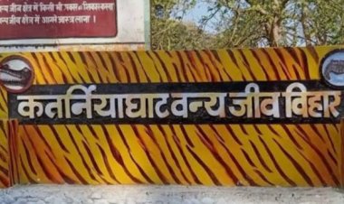 कतर्नियाघाट वन क्षेत्र में बाघ का हमला,दम्पत्ति घायल