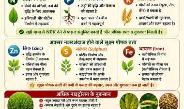 संतुलित पोषण से बढ़ेगी उपज और गुणवत्ता: डॉ सुबोध यादव