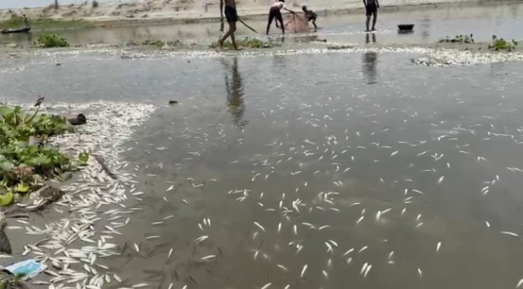 गंगा में हजारों मछलियों की मौत से हड़कंप, प्रदूषण और केमिकलयुक्त पानी पर उठे सवाल