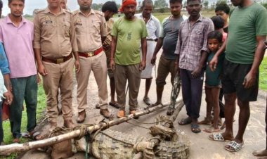मीरजापुर के गांव में घुसा 10 फीट लंबा मगरमच्छ, वन विभाग ने सुरक्षित किया रेस्क्यू