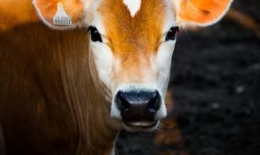 याेगी सरकार की पहल पर कानपुर में संवर रही 'गोवंश की सेहत