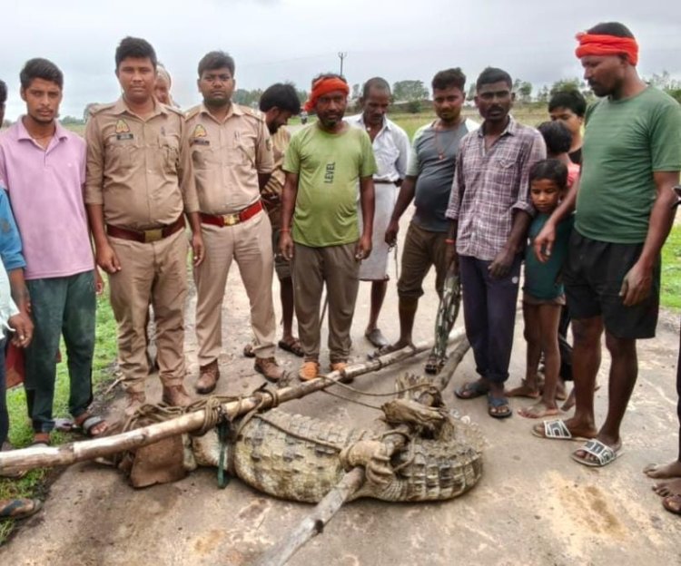मीरजापुर के गांव में घुसा 10 फीट लंबा मगरमच्छ, वन विभाग ने सुरक्षित किया रेस्क्यू