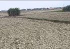नाली पर अतिक्रमण से सूखे पड़े सैकड़ों एकड़ खेत, पानी न मिलने से धान की रोपाई ठप