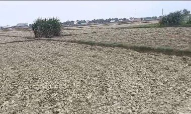 नाली पर अतिक्रमण से सूखे पड़े सैकड़ों एकड़ खेत, पानी न मिलने से धान की रोपाई ठप