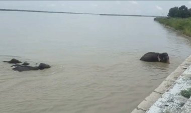बहराइच : हाथियाें का झुंड घाघरा बैराज गेट के पास पहुंचा, हाका लगाकर जंगल लौटाया