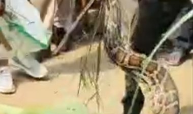 खेत में निकला 14 फीट लंबा अजगर, वन विभाग ने सुरक्षित किया रेस्क्यू