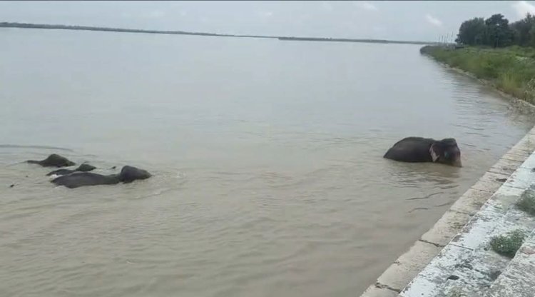 बहराइच : हाथियाें का झुंड घाघरा बैराज गेट के पास पहुंचा, हाका लगाकर जंगल लौटाया