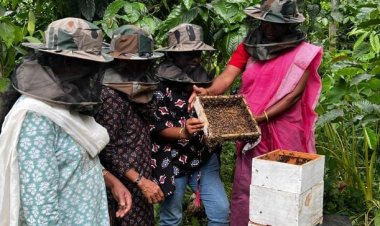 Prayagraj News: मधुमक्खी पालन का फ्री प्रशिक्षण पाने का मौका, 16 सितंबर तक करें आवेदन; 8वीं पास महिला-पुरुष ले सकेंगे हिस्सा