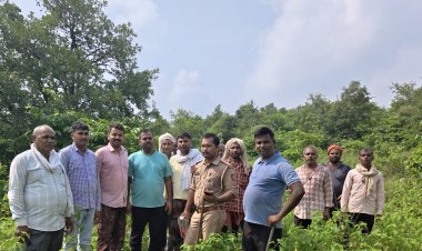 आबादी के करीब जंगल में पहुंचा हाथियों का जोड़ा, मक्का की फसल रौंदी; ग्रामीणों में दहशत, वन विभाग अलर्ट
