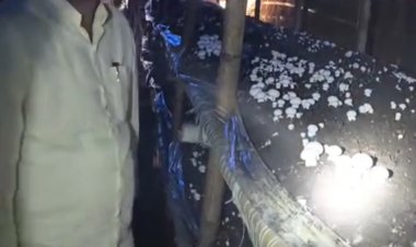 अयोध्या के उत्सव सिंह ने 1.5 लाख से शुरू किया मशरूम कारोबार, पहुंचाया करोड़ों के कारोबार तक