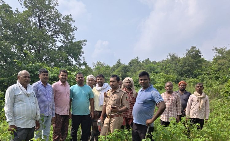 आबादी के करीब जंगल में पहुंचा हाथियों का जोड़ा, मक्का की फसल रौंदी; ग्रामीणों में दहशत, वन विभाग अलर्ट