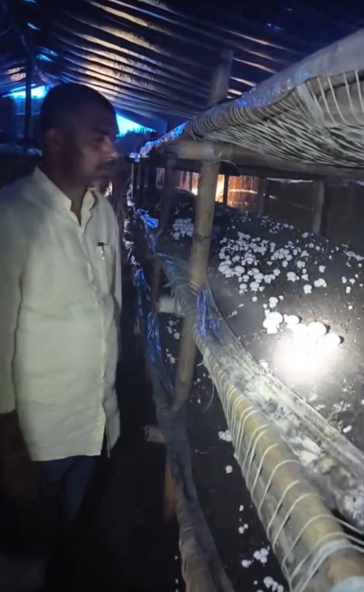 डेढ़ लाख से शुरू हुई मशरूम की खेती, अयोध्या के उत्सव सिंह का कारोबार पहुंचा करोड़ों के स्तर पर