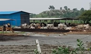 प्रयागराज की गौशालाओं पर मंडलायुक्त सख्त, गोवंश की देखभाल में लापरवाही पर दी चेतावनी