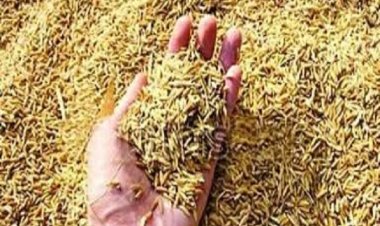 यूपी में 1 नवंबर से धान खरीद शुरू, किसानों को MSP के साथ 20 रुपये प्रति क्विंटल अतिरिक्त मिलेंगे