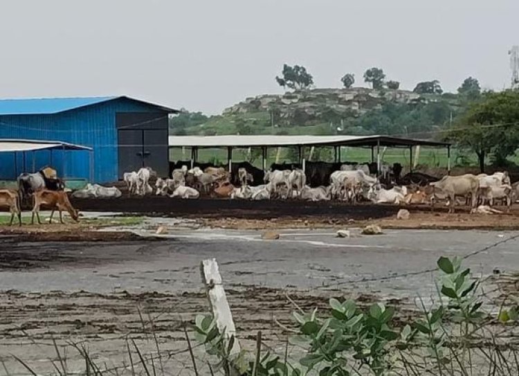 प्रयागराज की गौशालाओं पर मंडलायुक्त सख्त, गोवंश की देखभाल में लापरवाही पर दी चेतावनी