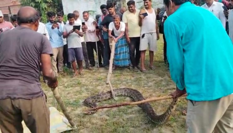 मीरजापुर में घर के पास निकला 15 फीट लंबा अजगर, वन विभाग ने रेस्क्यू कर जंगल में छोड़ा